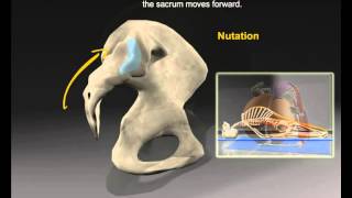 Sacroiliac Joint [upl. by Semyaj]