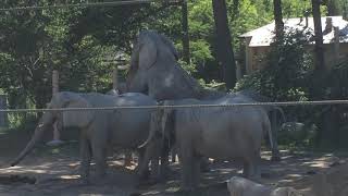 Elephants Mating at the Cleveland Zoo [upl. by Enelyar]