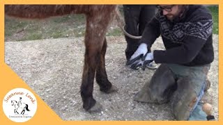 Herrador y Podólogo Equino Barefoot Marc Sánchez primera visita caballo con laminitis chronificada [upl. by Esdnil]