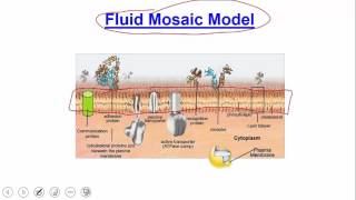 Cellular Level of Organization Plasma Membrane [upl. by Anirahs859]