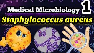 Staphylococcus aureus شرح بالعربي ميكروبيولوجي البكتيريا المسببه لالتهابات البروستاتا وحبوب الوجه [upl. by Sirrah533]