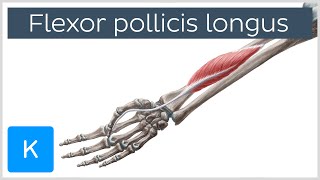 Flexor pollicis longus muscle  Origin Insertion Innervation amp Function  Anatomy  Kenhub [upl. by Hairu371]