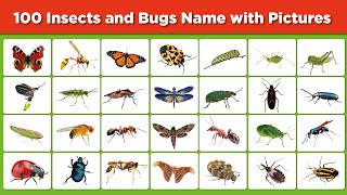 100 insects and Bugs Name and picture in English II Beetles Bugs Butterfly II Insects vocabulary [upl. by Lauzon]