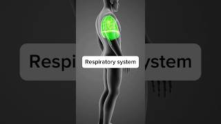 The respiratory system  what is respiratory system respiratorysystem biology medical shorts [upl. by Tamera]