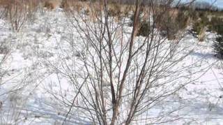 How To Grow a Multi Stemmed River birch Trees [upl. by Rorrys474]