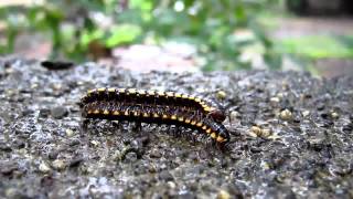 Millipedes mating and feeding [upl. by Tisha]