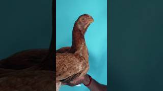 Red female sale parrot beak long tail 6 month virgin female [upl. by Nirot]