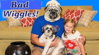 Wiggles Surprise Daddy with the Assistant a Doggy Funny Kids Video [upl. by Landre]