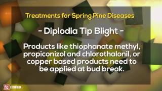 Spring Pine Diseases [upl. by Sunev]