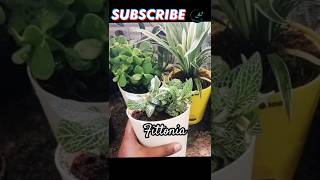 Fittonia😱 indoor plant benefits  life as force fittoniabenefitsplantsshortvideoshortssince22 [upl. by Plerre294]