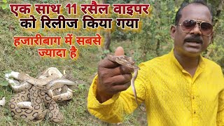 एक साथ 13 सांपों को छोड़ा गया पर्यावरण में जिसमें से 11 बहुत विषैला थे। [upl. by Eical40]