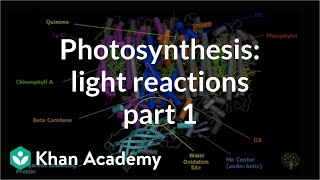 Photosynthesis Light Reactions 1 [upl. by Nazay863]