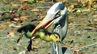 Heron Eats Duckling FYV [upl. by Entsirhc]