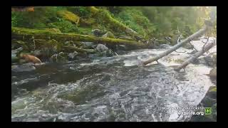 Tongass National Forest  bears and eagles fishing  exploreorg 72424 [upl. by Nnyladnarb]