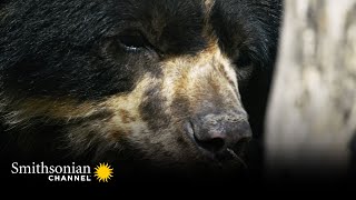 A Spectacled Bear’s Sense of Smell Puts a Bloodhound to Shame 🐻 Smithsonian Channel [upl. by Newkirk]