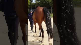 On la déjà tous fait 😅 cheval equitation horse humour [upl. by Eliak]