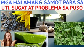 MGA HALAMANG GAMOT LUNAS PARA SA UTI SUGAT AT PROBLEMA SA PUSO [upl. by Roselle]