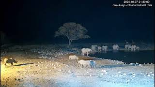 YouTube Okaukuejo Resort Wildlife Waterhole Live camera Namibia Wildlife Resorts [upl. by Yalonda]