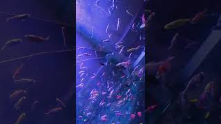 Mermaid and fish Show🐠🐟 fishing fish mermaid fishshow omr ecr chennai tcs fishingvideo [upl. by Eibmab]