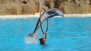 Les Dauphins  Loro Parque 2014 [upl. by Anujra]