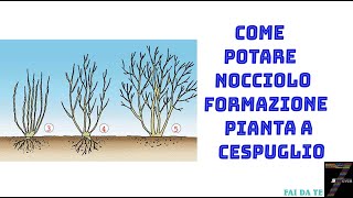 Come potare nocciolo formazione pianta a cespuglio [upl. by Earvin]