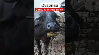 Dyspnea l Difficulty in respiration l dr Umar khan [upl. by Omocaig]