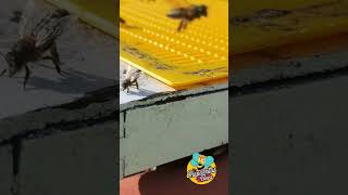 El llamado de las abejas en un enjambre pequeño abejas fantasmitawily naturaleza insect short [upl. by Sarat47]