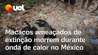 Macacos caem mortos das árvores durante onda de calor extremo no México mortes são investigadas [upl. by Rostand]