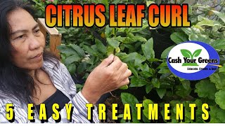 CITRUS LEAF CURL  5 REASON WHY amp How to Cure It [upl. by Dnumsed]