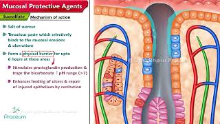 Mucosal Protective Agents Sucralfate amp Bismuth compounds [upl. by Carrick147]