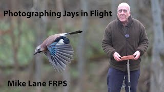 Jays in flight in very dull light Sony A1 [upl. by Eniamrehs]