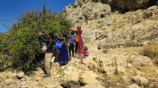 Exploring the nomadic lifestyle of Iran  Harvesting mountainns barberry  Documentary film🍇⛰️ [upl. by Follansbee]