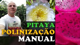 POLINIZAÇÃO MANUAL da PITAYA e Polinizadores [upl. by Adniralc]