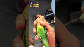 Baby Parrot food diet🦜baby parrot ko kya kya khilana chahie minivlog birds parrot babyparrotfood [upl. by Wira]