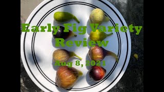 My Earliest Fig Varieties for 2021 [upl. by Snowman]