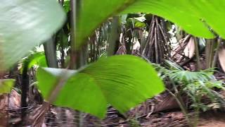 Palm Forest Seychelles [upl. by Macmahon]