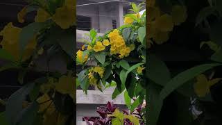 Tecoma stans  Beautiful yellow flower  shorts viral trending [upl. by Eocsor957]