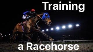 Training a racehorse POV Taking a racehorse for exercise on the gallops from start to finish [upl. by Jeane]