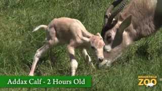 Addax Calf Born at Brookfield Zoo [upl. by Tiga725]