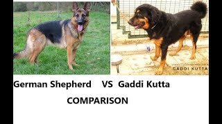 Gaddi dog vs German shepherd gaddi dog breed in india [upl. by Donnamarie]