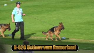 2010 SV BSZS NKGR part 12 Ustinov vom Romerland HD [upl. by Cailly26]