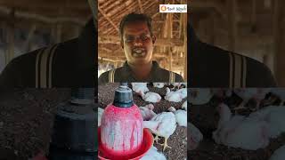 Broiler Chicken Farming Business Complete Guide BroilerFarming BroilerChicken ChickenFarming [upl. by Eyram]