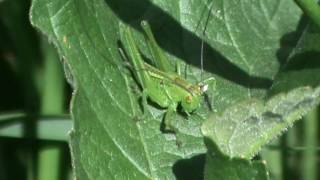 Sauterelle verte en Bretagne [upl. by Aneet717]