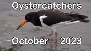 Oystercatchers  2023 [upl. by Barnum]