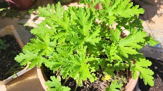 how to propagate citronella plants by cutting [upl. by Aramit]