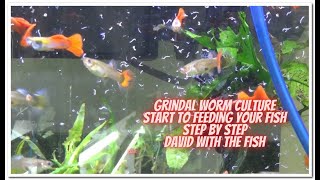 Grindal Worm Culture Start To Finish  then feeding the fish [upl. by Elsey117]