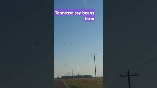 Tennessee soy beand youtubefarm 2024 music natureyoutube youtuber youtubeshorts tennessee [upl. by Anitan]