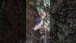 Fomitopsis pinicola Red belted conk [upl. by Nanerb69]