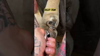 Farrier trims hard chestnuts amp ergots on this big heavyweight horse asmr fypシ satisfying [upl. by Elwee119]