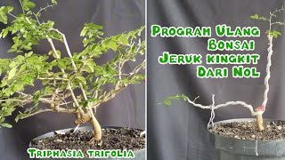 PROGRAM ULANG BONSAI JERUK KINGKIT DARI NOL Triphasia Trifolia [upl. by Cyndia]